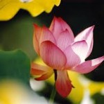 flower-jz